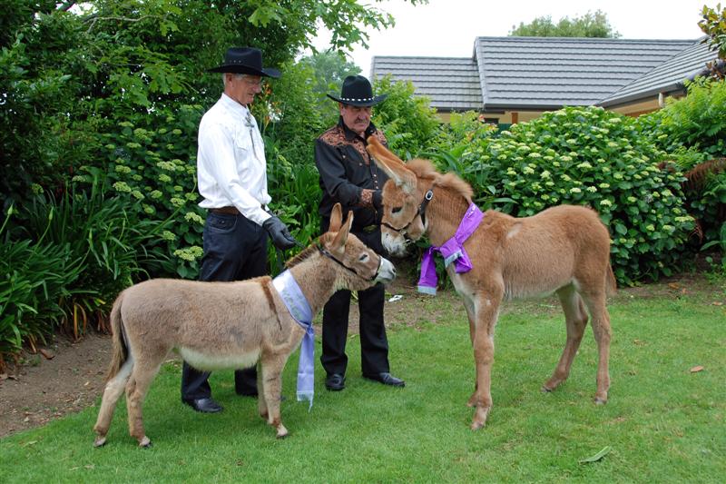 11 Months old Clovercrest Starlet with 2 months old mammoth foal. Starlet  is Show Baby